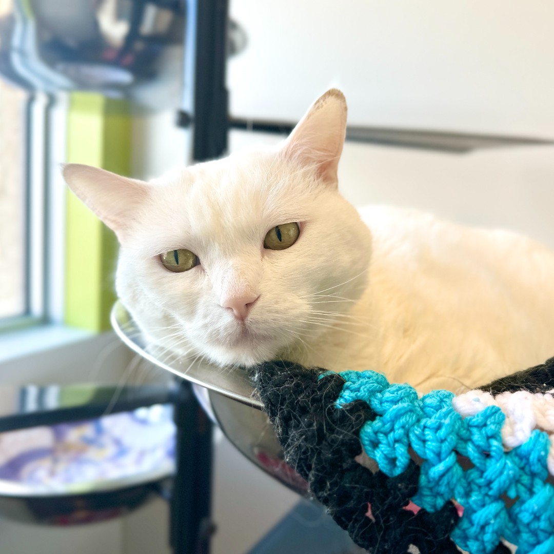 WinnipegHumane's tweet photo. Meet Lulu, a lovable 8-year-old ball of fur! 🐱❤️ She’s so easygoing and affectionate that once she chooses you, nothing can separate her from your lap. Want to know if Lulu is the purrfect match for you? Visit her at 45 Hurst Way! #adoptdontshop https://t.co/EpLc4p9oMY