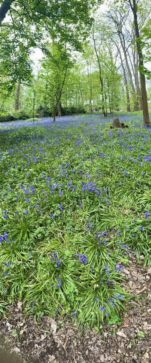 leeslater1990's tweet photo. 🪻Bluebell Season 🪻 https://t.co/abhixiKxAY