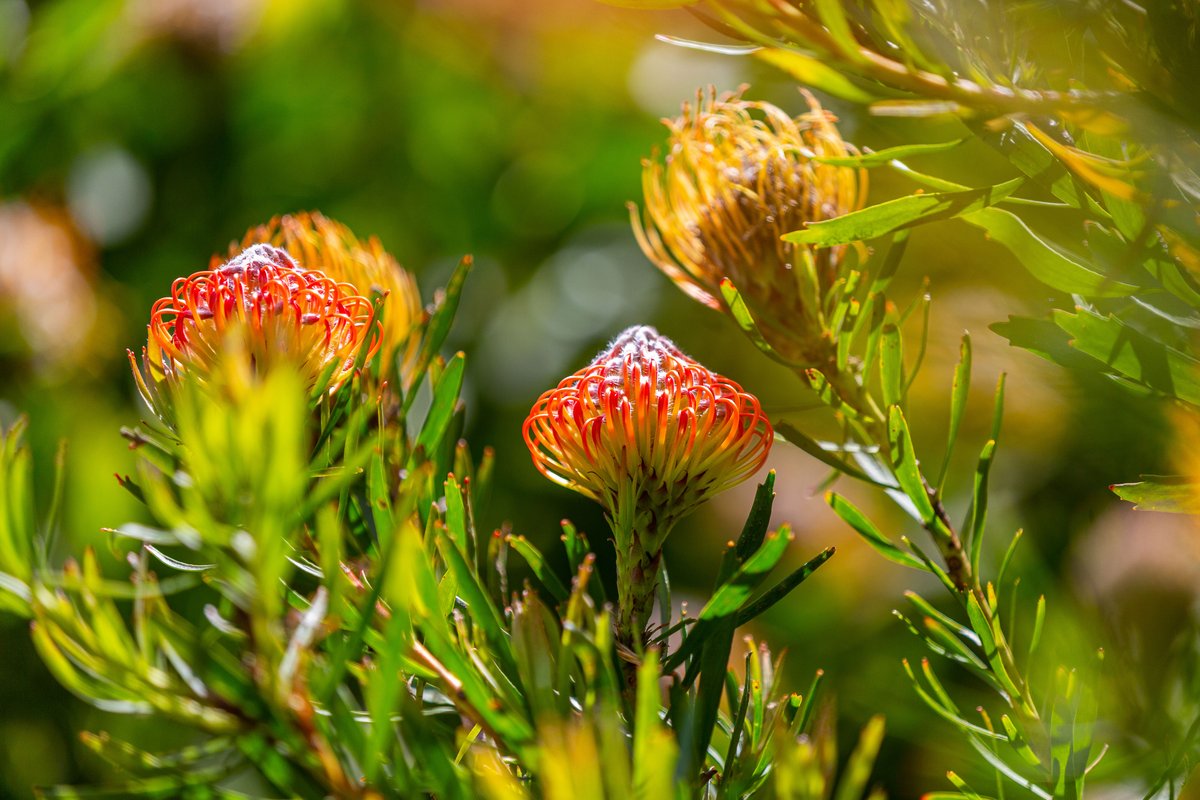 PVMantisHotel's tweet photo. Everything is at your fingertips ✨

Your suite, which extends into fynbos gardens, is a short walk away from the Pearl Valley Clubhouse - offering world-class experiences from The Valley Restaurant, Camelot Spa, Village Deli, @Pearl_Valley Shop &amp; more: https://t.co/tUEuiJJ4aG https://t.co/6LCpQNIQdv
