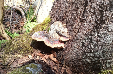 EBTSOYP's tweet photo. Jesse got out this morning in lovely Corner Brook, #Newfoundland  and made 23 observations for the https://t.co/oNutpxGFPL project! 

Check out this delightful fungus, bright green fern, cushy moss and yellow spring flowers!
#backyardbio #natureforall #parks https://t.co/kaq5HV8OST