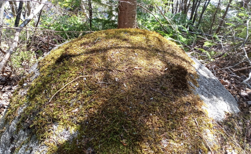 EBTSOYP's tweet photo. Jesse got out this morning in lovely Corner Brook, #Newfoundland  and made 23 observations for the https://t.co/oNutpxGFPL project! 

Check out this delightful fungus, bright green fern, cushy moss and yellow spring flowers!
#backyardbio #natureforall #parks https://t.co/kaq5HV8OST