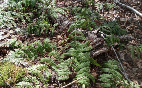 EBTSOYP's tweet photo. Jesse got out this morning in lovely Corner Brook, #Newfoundland  and made 23 observations for the https://t.co/oNutpxGFPL project! 

Check out this delightful fungus, bright green fern, cushy moss and yellow spring flowers!
#backyardbio #natureforall #parks https://t.co/kaq5HV8OST