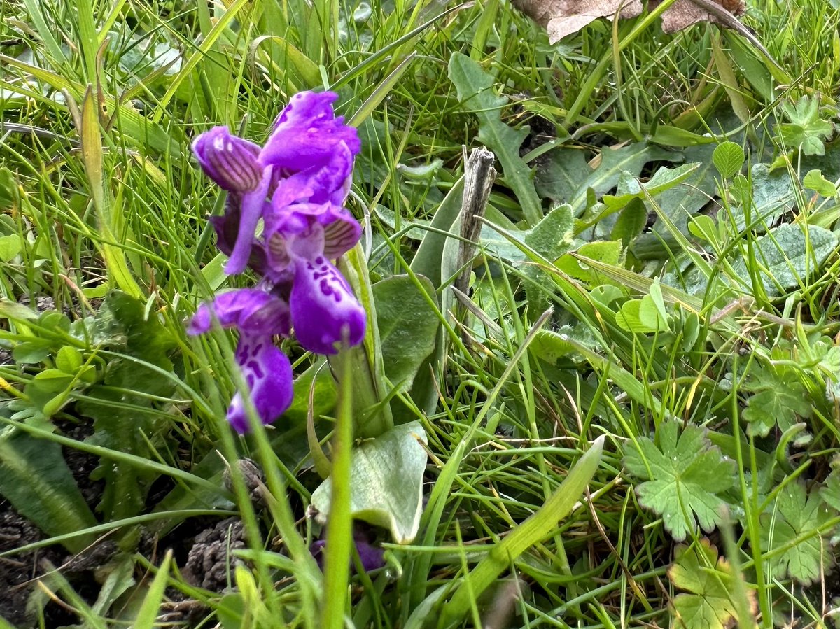 Rather surprised to stumble across this green winged orchid on one of our sheep fields this morning. Our #NorfolkHorn sheep must be doing their job. ⁦@SuffolkAONB⁩ ⁦@SWTWildFarms⁩ ⁦@ukorchids⁩ ⁦@NFFNUK⁩ ⁦@RBSTrarebreeds⁩