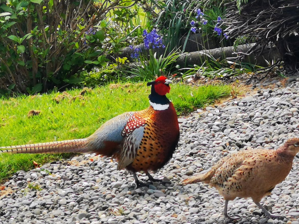 Mr &amp; Mrs Pheasant helping with the gardening at Rickwood B&amp;B in Portpatrick this morning.