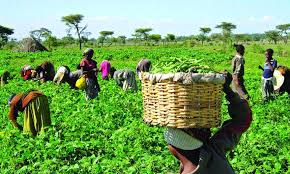 FooddataN's tweet photo. https://t.co/64pXStyXrN

Read our new article on farmers account of 2022 farming season. 

@czarohm @edobong_akpabio @tunde_banjoko @Femi__Adekoya @FeedbackOYSG @akande_debo @DebisiAraba @OYSADA_official 

Image source: https://t.co/G1ssOLVsur https://t.co/YcJ2xxcbLp