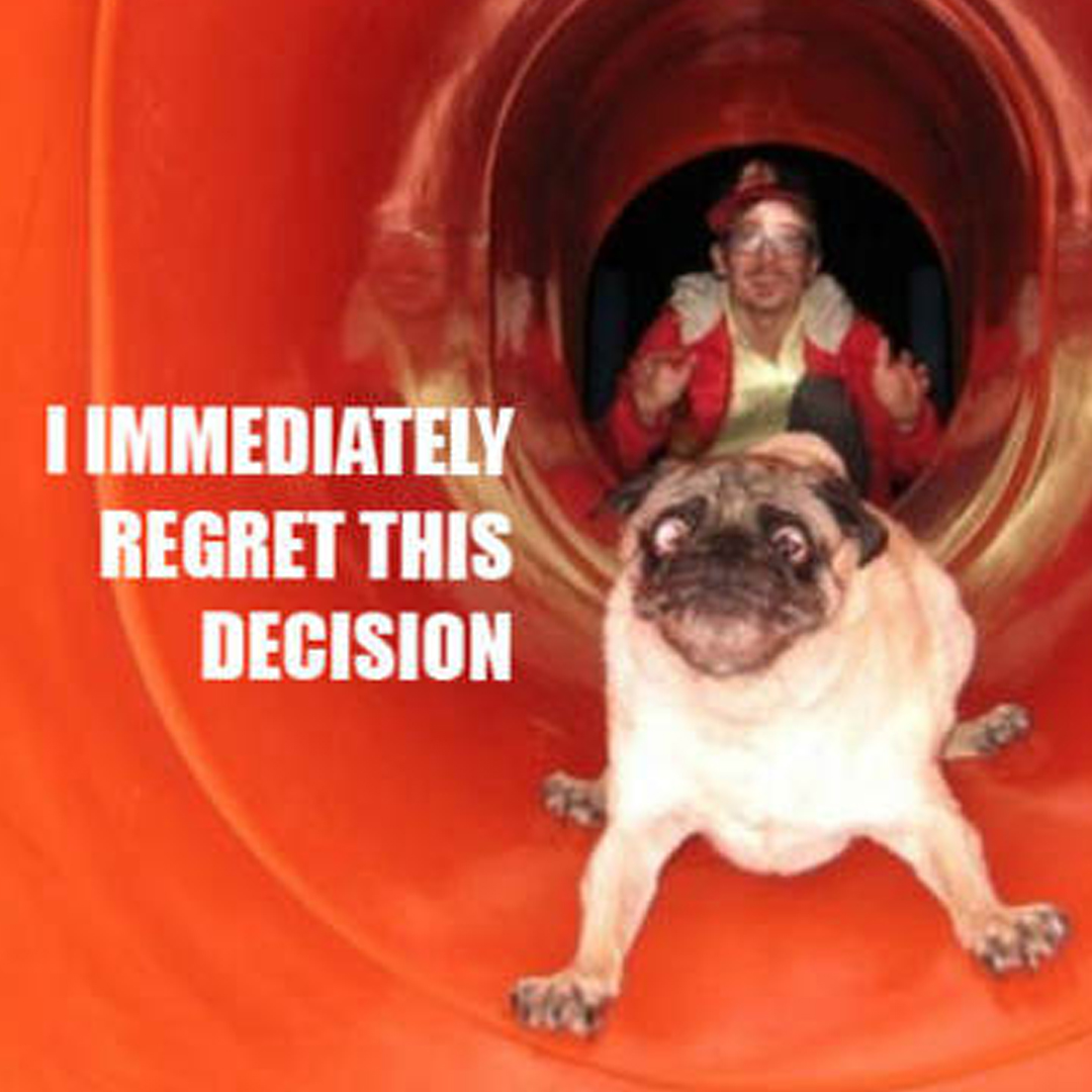 I immediately regret this decision.
#puglive #pugdaily #pugface #pugs #puggylove #pugliafood #pugsoninstagram #puglover