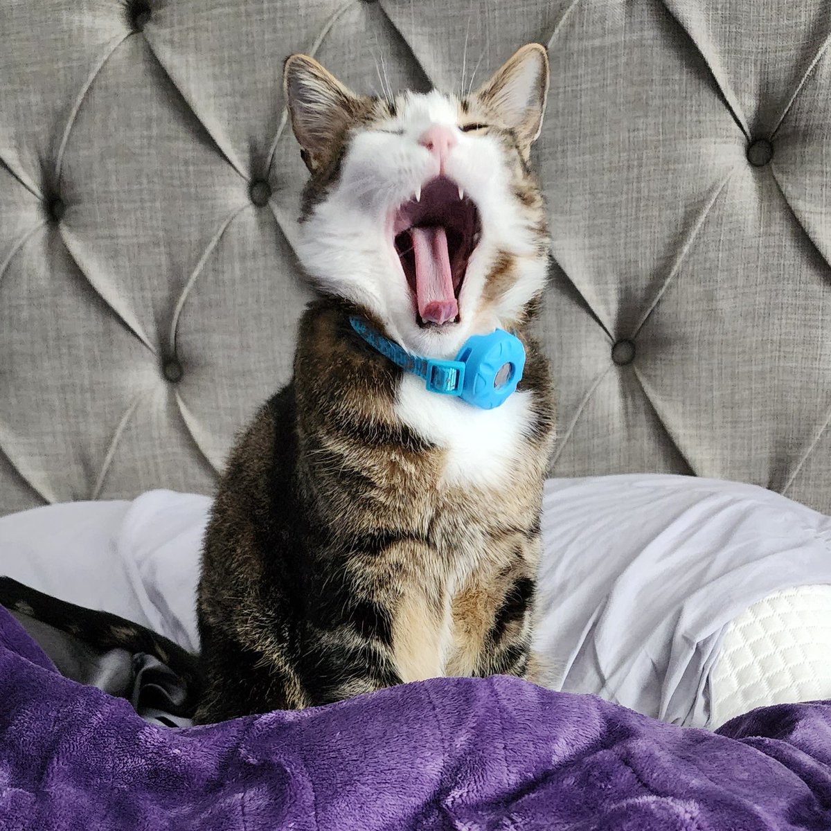 MeowKimchi's tweet photo. #MondayMood #Mondaymorning 

#CatsAreFamily #Caturday #CatsOfTwitter https://t.co/fslv4Bc5qQ