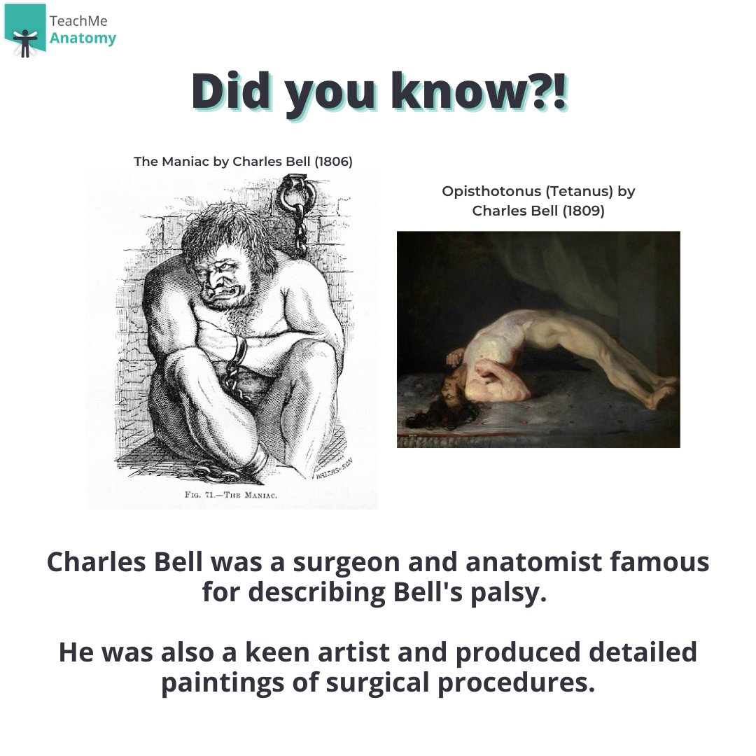 Did you know that Charles Bell, the surgeon who first described Bell's palsy, was also a talented artist? His detailed paintings of surgical procedures are a fascinating glimpse into the world of medicine in the 19th century. #AnatomyFacts #MedicalHistory #ArtAndMedicine'