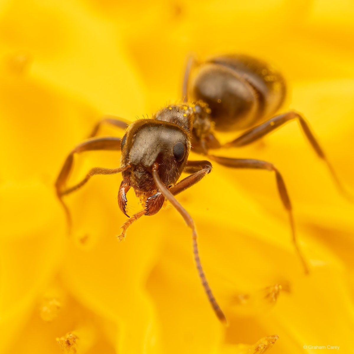 GrahamsPics's tweet image. A garden ant eating or collecting pollen from a dandelion this afternoon.