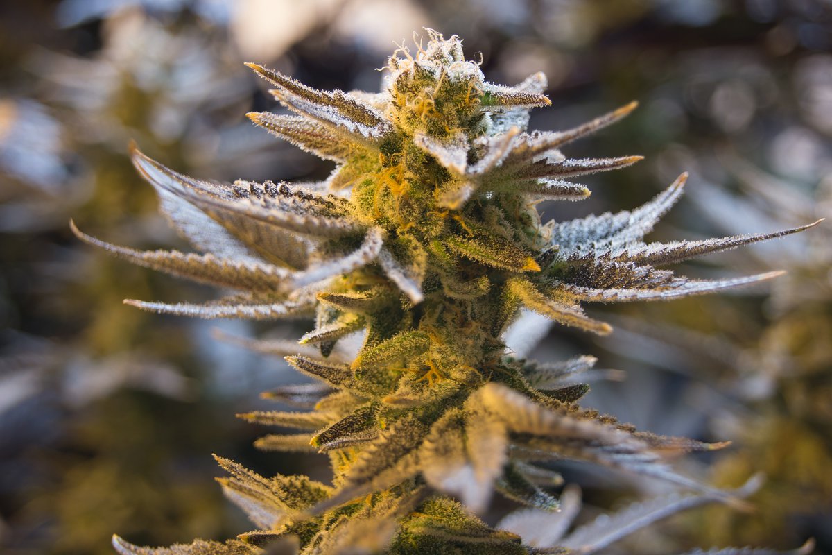 tomangell's tweet photo. More than a dozen senators are touting the reintroduction of a marijuana banking bill with a series of tweets.

https://t.co/nGx89KKlnf https://t.co/kKYGlzt1FD