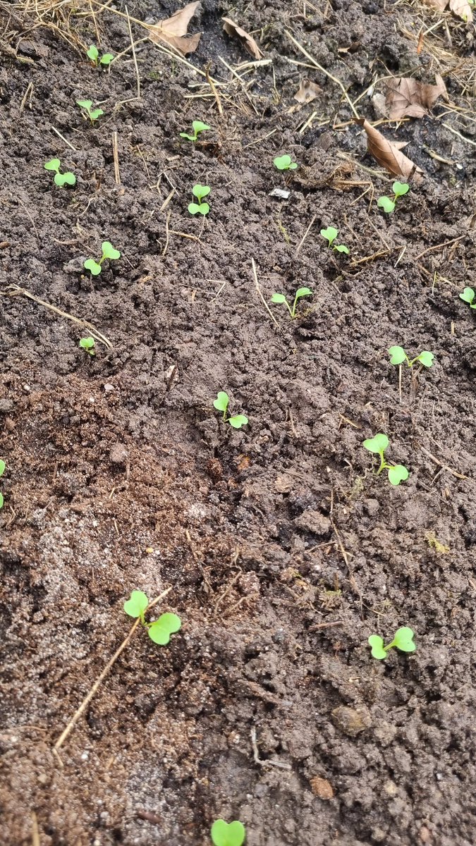 Roffahof's tweet photo. #Paksoi ook maar uit geplant, ondanks dat ze zo klein zijn. We gaan het zien... #moestuin https://t.co/JkwxwjoKOa