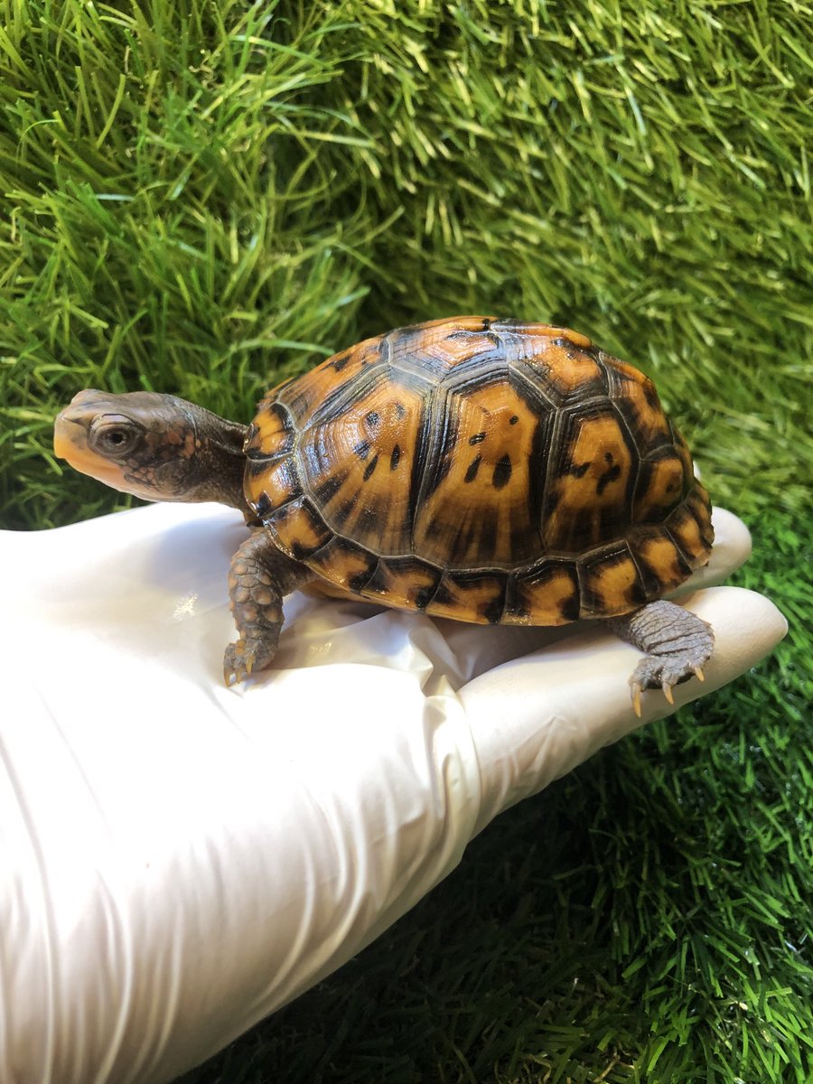 Land_mark_jp's tweet image. トウブハコガメ’22
カメの世話をすると私の心が整う💦
カメのためではなく〜自分のために世話をする毎日…😅