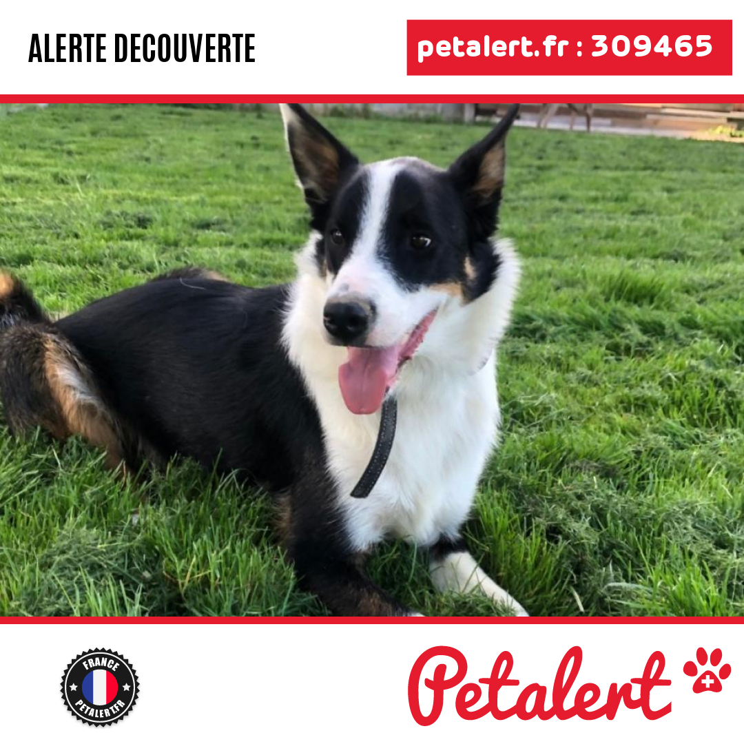 petalert_france's tweet photo. Trouvé #Chien #HauteGaronne #Daux #Petalert #PetAlert31 / https://t.co/eA2bu3arAQ https://t.co/apH9hPW8n4