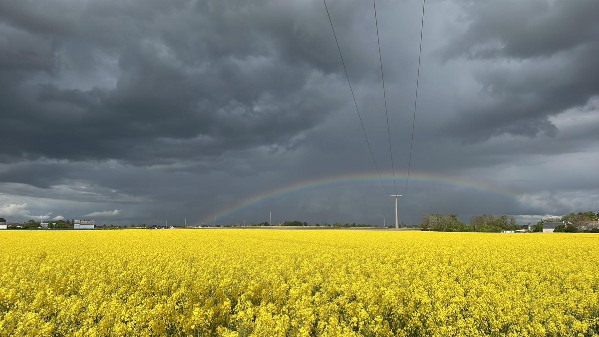MeteoFrance_O's tweet photo. #Contraste
Les rayons du soleil en cette fin d'a-m éclairent ce champ de colza et cheminent à travers les gouttes d'eau d'une ⛈️ formant ce magnifique 🌈.
🙏 Merci pour le partage de cette belle photo prise dans le #Loiret (@RCValdeLoire) via l'appli MF 📲 ! #obsparticipatives https://t.co/N809C0zbLH