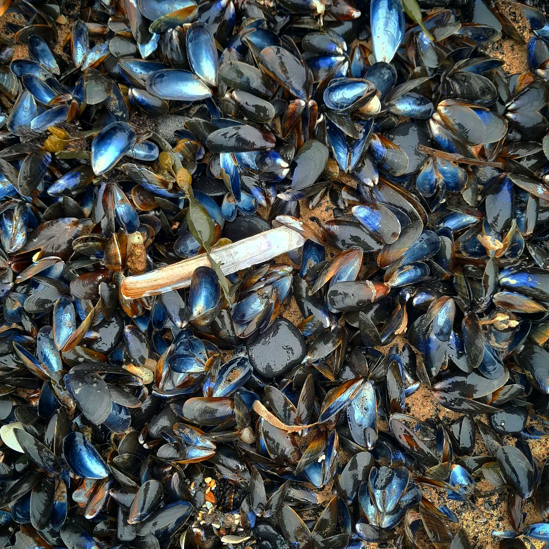 DIANE WATSON tweet media