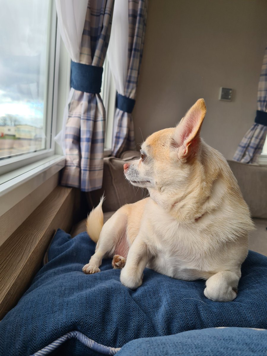 The_Wee_Hen's tweet photo. On my hollibobs 😌
#dogs
#DogsofTwittter 
#DogsOnTwitter 
#chihuahua 
#chihuahualife 
#chihuahuacuteness 
#Chihuahuasoftwitter 
#chihuahuaontwitter
#May2023
#HolidayVibe https://t.co/aKi3P7jMeE