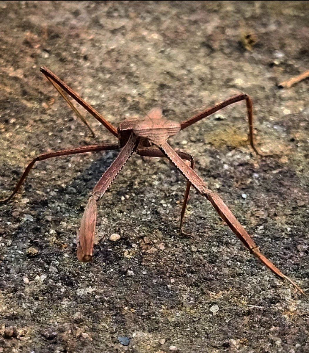 AjaySontu's tweet photo. Mantis
#discovery #history #google #photography #photographer #mobilephotography #myincrediblestory #netgeo #incredibleindia #earth #reels #video #travel #mantis #insect #killerinstinct #illusion #biodiversity #nature #tourism #image #life  #chhattisgarh #india https://t.co/DHxW4yYDG0
