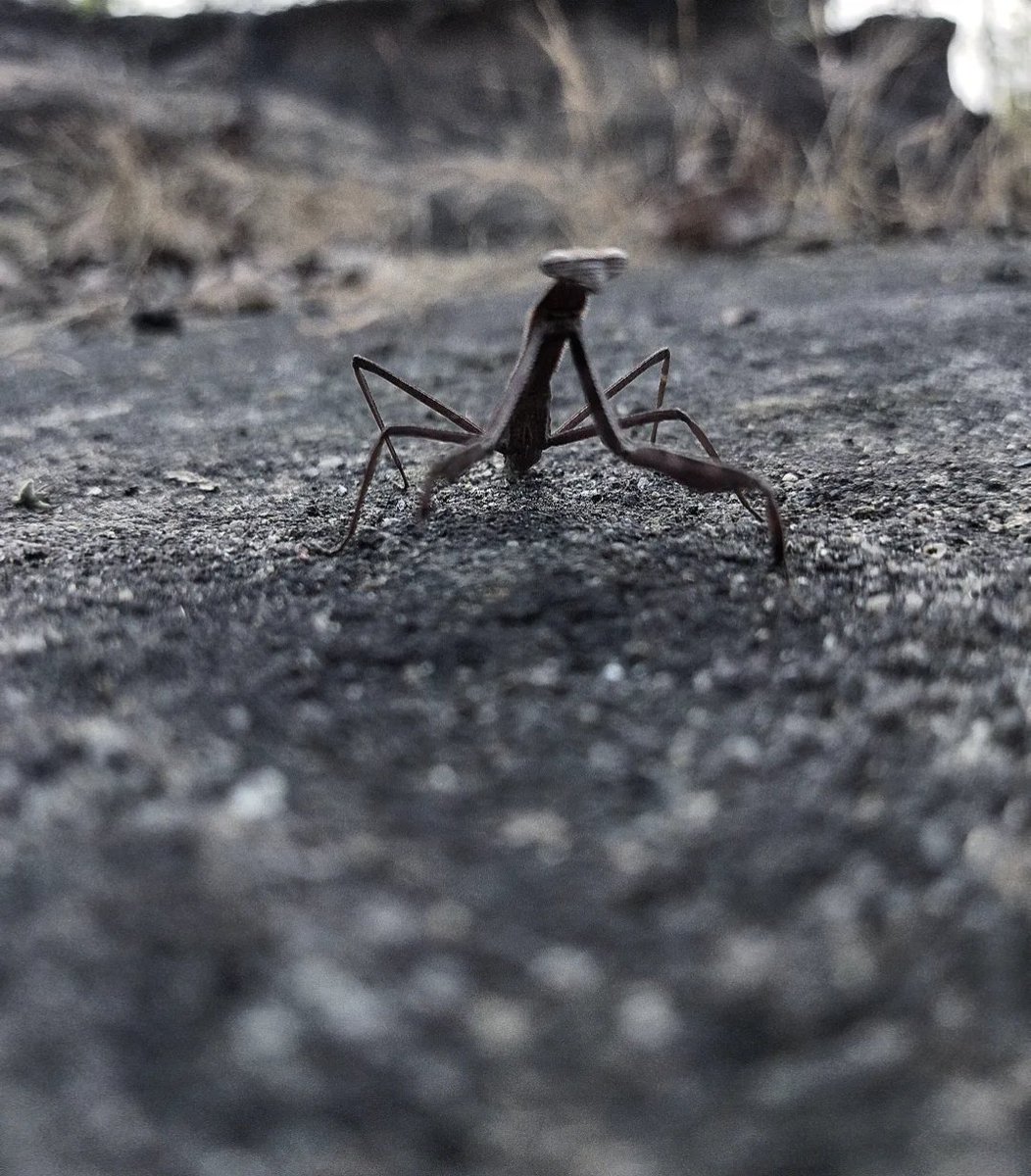 AjaySontu's tweet photo. Mantis
#discovery #history #google #photography #photographer #mobilephotography #myincrediblestory #netgeo #incredibleindia #earth #reels #video #travel #mantis #insect #killerinstinct #illusion #biodiversity #nature #tourism #image #life  #chhattisgarh #india https://t.co/DHxW4yYDG0