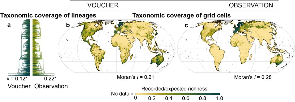 Barnabas Daru (@barnabas_daru) on Twitter photo Read our latest #research <a href="/NatureEcoEvo/">NatureEcoEvo</a> on how specimens trump field observations in capturing biodiversity trends rdcu.be/da7xz #rstats #biodiversity #biogeography #macroecology #stanford #plants #butterflies #birds #amphibians #mammals #reptiles Read our latest #research <a href="/NatureEcoEvo/">NatureEcoEvo</a> on how specimens trump field observations in capturing biodiversity trends rdcu.be/da7xz #rstats #biodiversity #biogeography #macroecology #stanford #plants #butterflies #birds #amphibians #mammals #reptiles