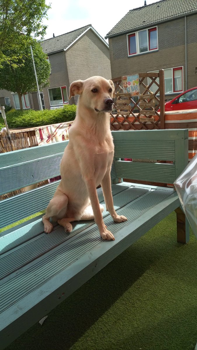 Nieuwe aanmelding: Buddy
Geslacht: Reu
Leeftijd: 5 jaar
Locatie: Lemmer, Friesland (NL)

Link: herplaatsing-huisdieren.nl/huisdier_bekij…