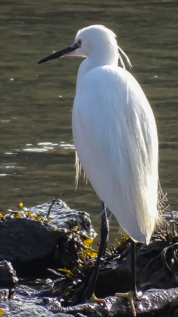 A beautiful Little Egret.
#BirdsSeenIn2023 #BirdsOfTwitter #NaturePhotography #naturelovers #wildlifephotography #Sonyphotography #bbcspringwatch #BBCWildlifePOTD #LittleEgret