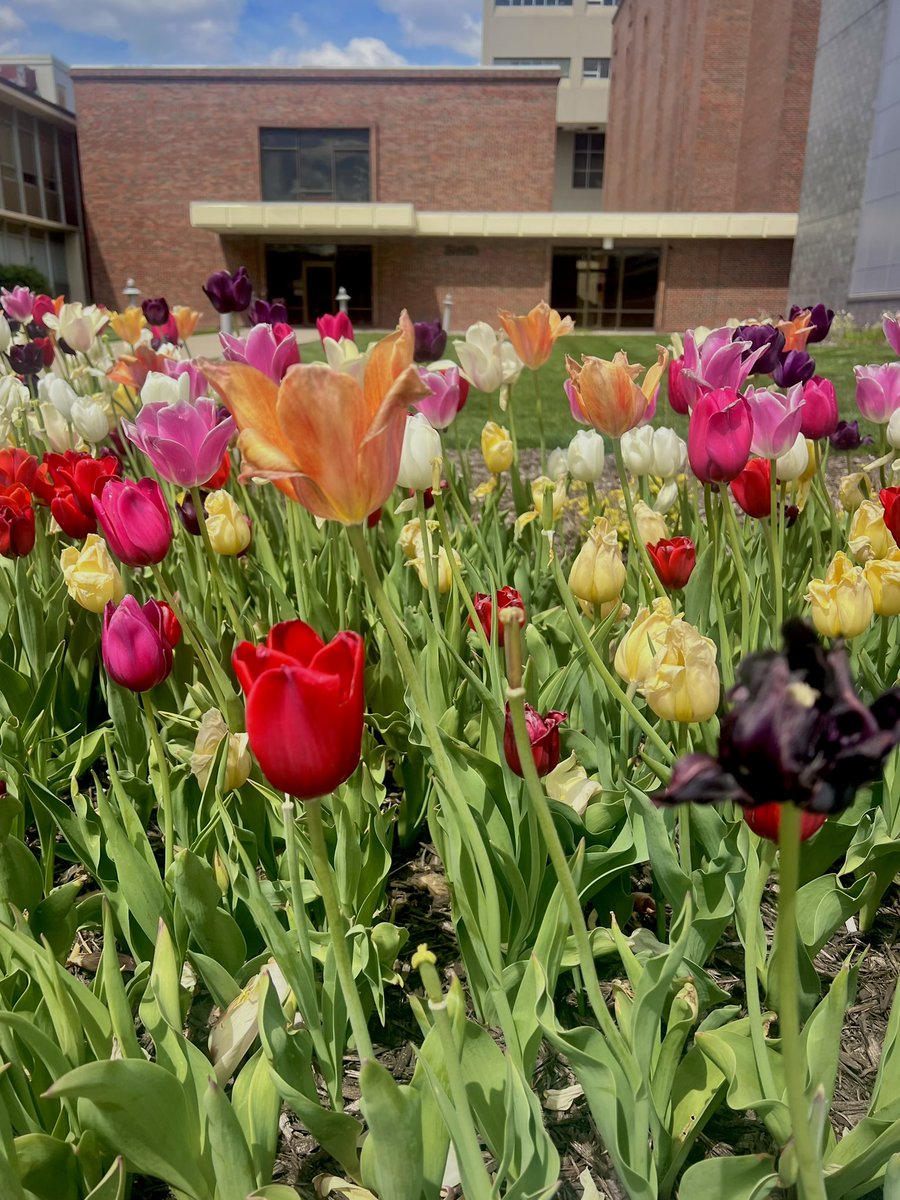 KUPlasticRes's tweet photo. Just enjoying the campus May flowers from all those early spring April showers 🌷
.
.
.
#kumedcenter #medicalschool #kumc @kumc_botanic_gardens #campusbeauty #plasticsurgery #plasticsurgeryresidency #springinkansas https://t.co/D2YCNosC4U