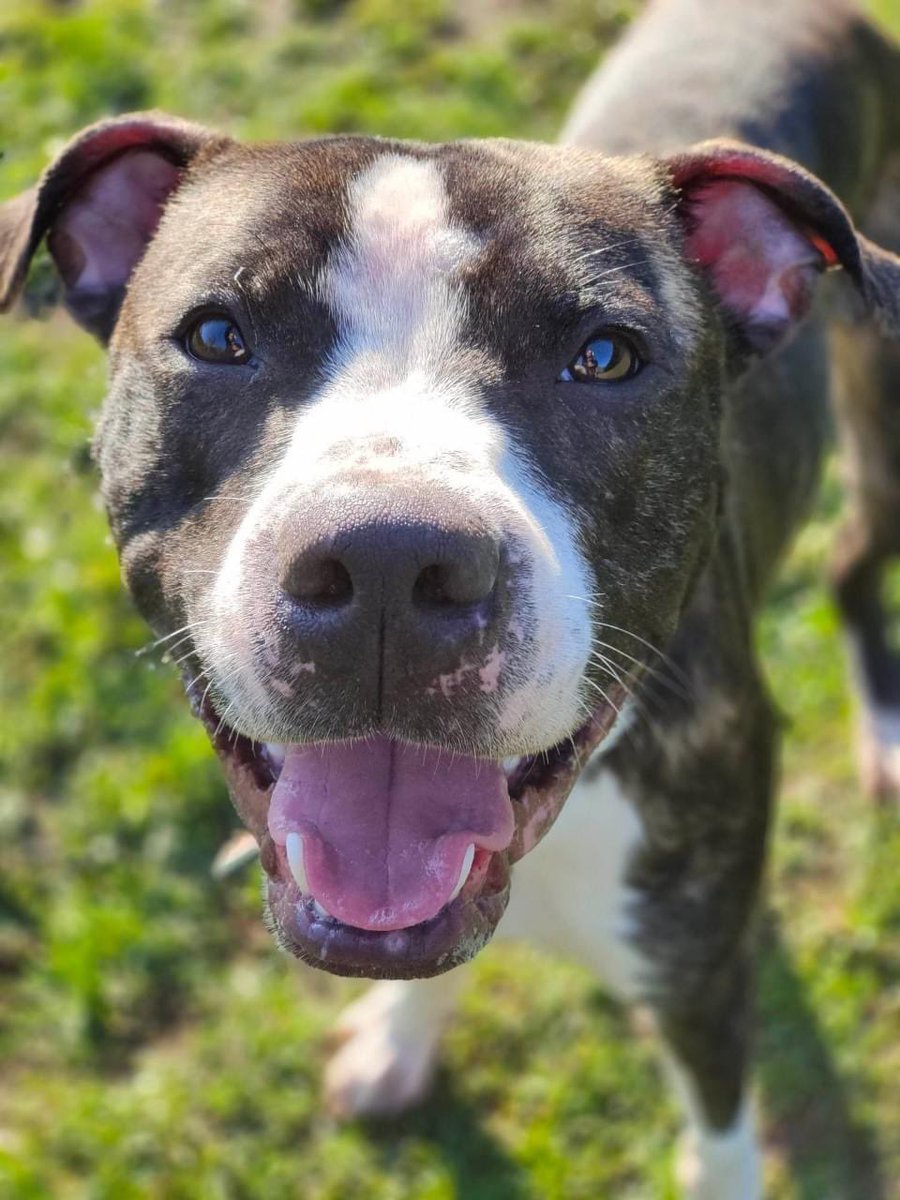 Meet Ronnie 💙

(Details on photos) 

If you feel that this handsome fellow could be the new addition to your sofa, please contact us for more information on 01430 423986 any day between 11-2pm.

#Charity #Community #RescueDog #EastYorkshire #RescueCentre