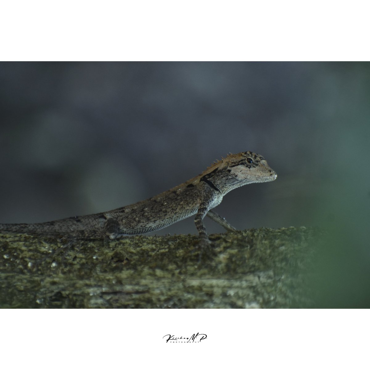 Lizard 🦎
.
.
#wildlife #lizard #nature #landsacape #nikonphotography #nikonindia #nikonfamily #shotonnikon #netgeoyourshot #bbctravel #krishna_m_p #2023