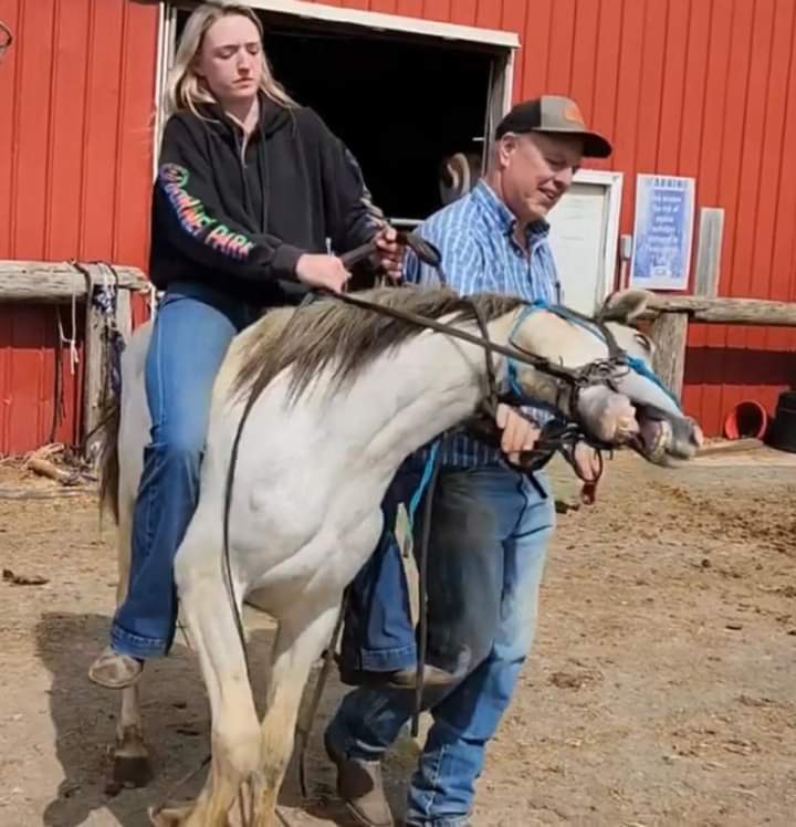 CyntWhite's tweet photo. OUR #WILDHORSES ARE BEING EATEN ABROAD⬇️

This is what a failed govt program looks like

 Removed from their familial band Mustangs  wind up in #killpens

@JoeBiden EO NOW!  Overturn Trump's failed #Wildhorse program
@CNN @CBS @MSNBC @maddow https://t.co/uxNY0HbNC5
