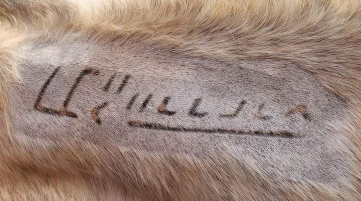 CyntWhite's tweet photo. OUR #WILDHORSES ARE BEING EATEN ABROAD⬇️

This is what a failed govt program looks like

 Removed from their familial band Mustangs  wind up in #killpens

@JoeBiden EO NOW!  Overturn Trump's failed #Wildhorse program
@CNN @CBS @MSNBC @maddow https://t.co/uxNY0HbNC5