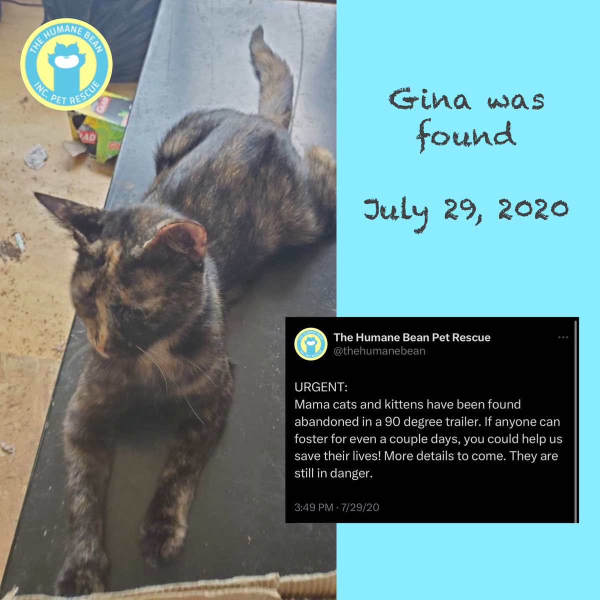 thehumanebean's tweet photo. HUGE UPDATE! After being in foster care for a total of 994 days, Gina has been adopted!!��🎊🎉🎊

We’re so happy Gina has finally found her people, and a little brother too!🐾
Congratulations, Gina! We love you! 💛💙💛

#AdoptDontShop #FosterCat #TheHumaneBean #FosterCatJourney https://t.co/66vu8hRLOn