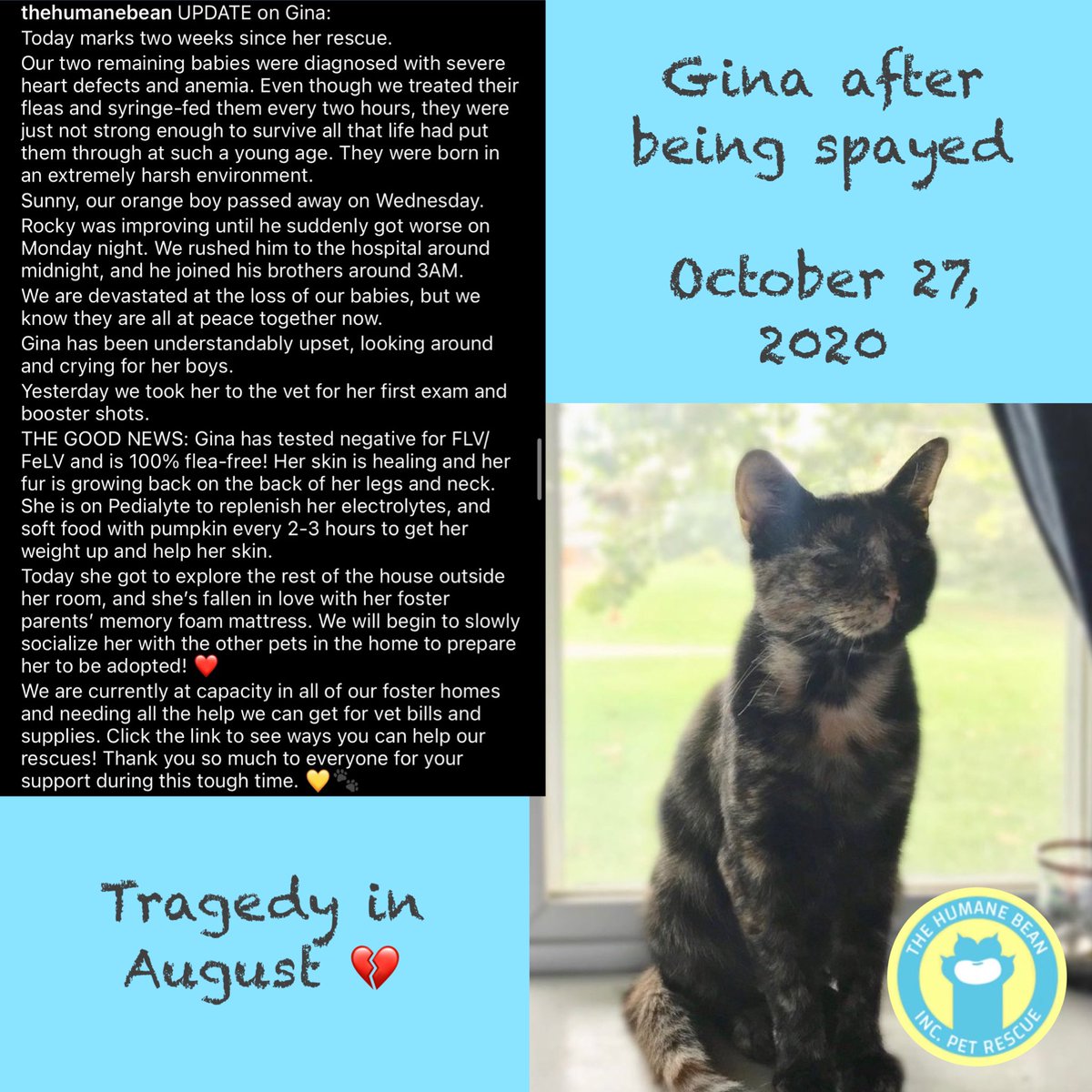 thehumanebean's tweet photo. HUGE UPDATE! After being in foster care for a total of 994 days, Gina has been adopted!!��🎊🎉🎊

We’re so happy Gina has finally found her people, and a little brother too!🐾
Congratulations, Gina! We love you! 💛💙💛

#AdoptDontShop #FosterCat #TheHumaneBean #FosterCatJourney https://t.co/66vu8hRLOn