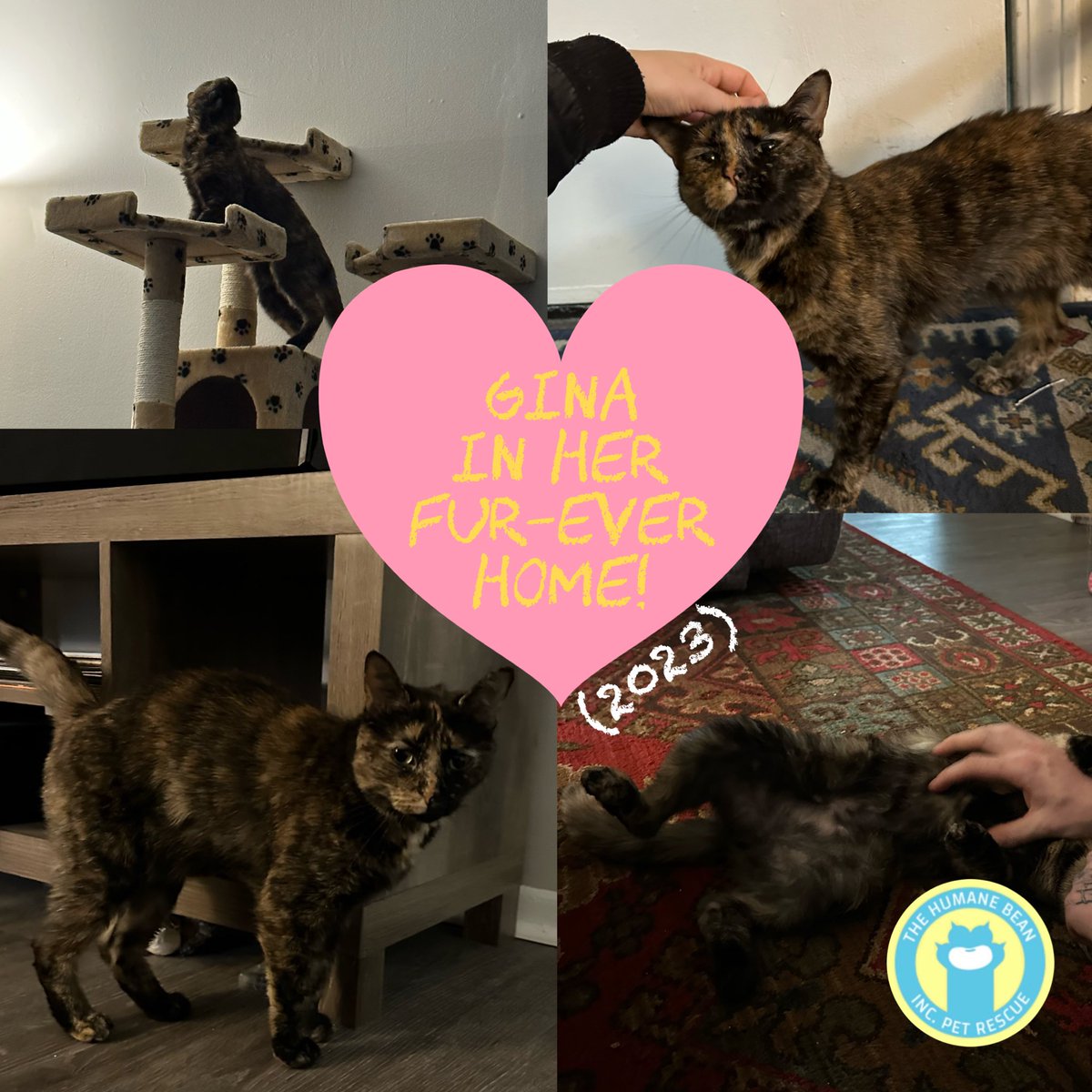 thehumanebean's tweet photo. HUGE UPDATE! After being in foster care for a total of 994 days, Gina has been adopted!!��🎊🎉🎊

We’re so happy Gina has finally found her people, and a little brother too!🐾
Congratulations, Gina! We love you! 💛💙💛

#AdoptDontShop #FosterCat #TheHumaneBean #FosterCatJourney https://t.co/66vu8hRLOn