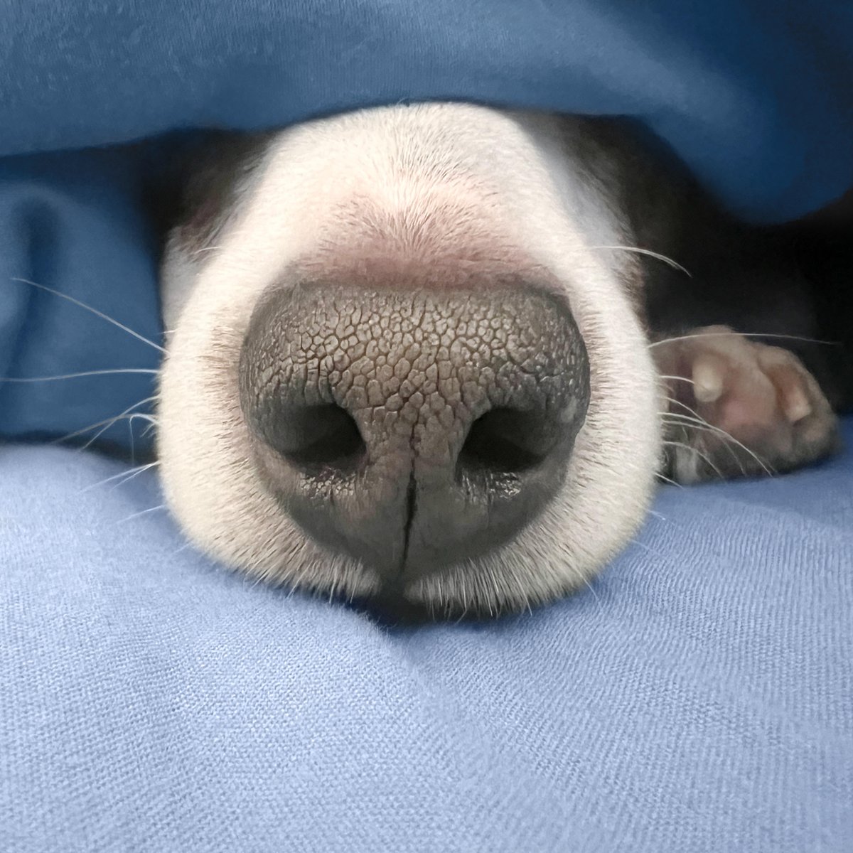 BOOP IT ⬇️

#dog #dogoftheday #instadog #dogsofinsta #doggo #weeklyfluff #boop #boopthesnoot #jackrussell #jackrussellofinstagram