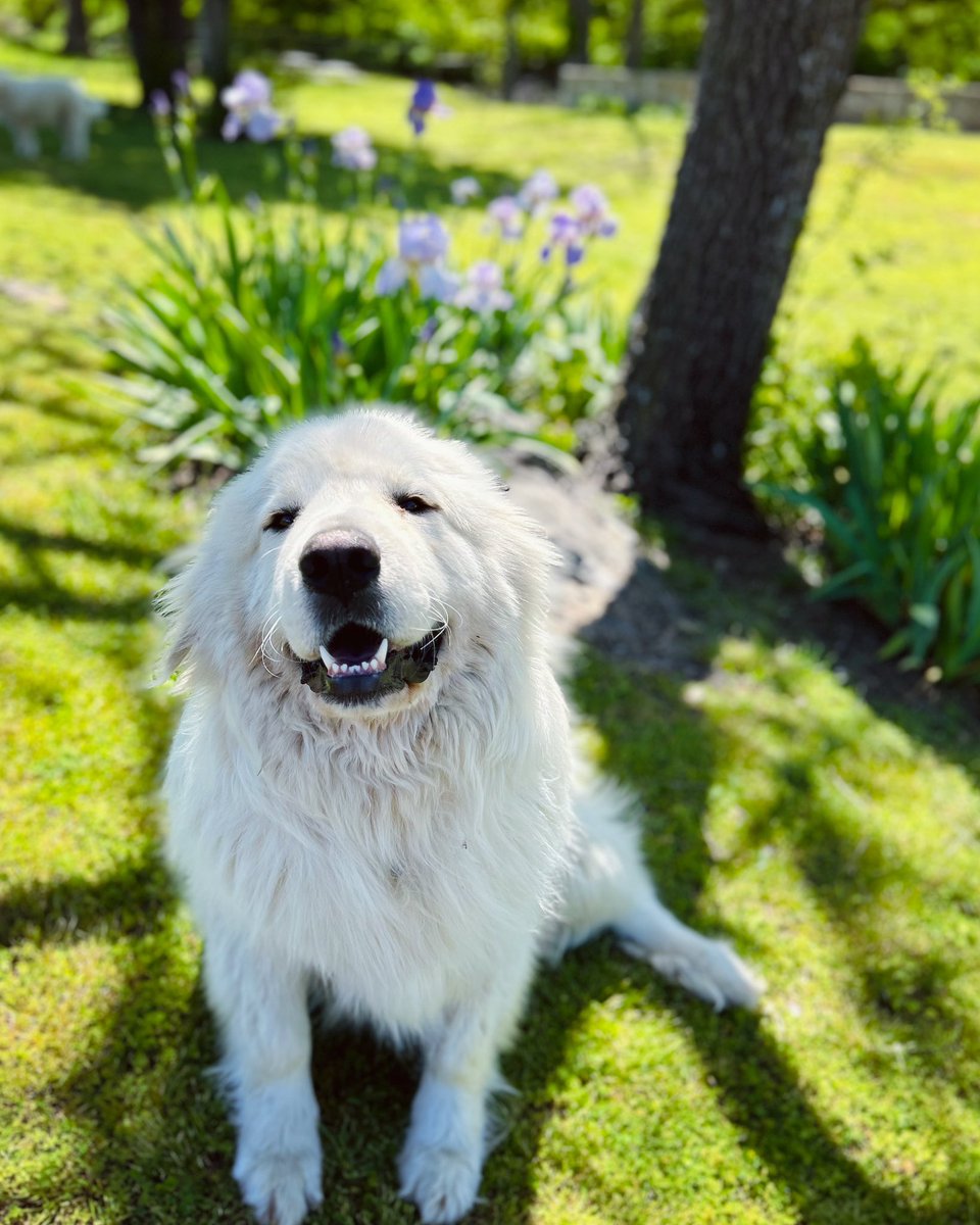 “Always take time to stop and smell the flowers.” — Piggy, the Great Pyrenees. 🌺🌷💐🌸
.
.
.
.
.
.
.
.
.
.
#SalineCabin #salinedistrict #RoseOK #OkHereWeGo #TravelOK #traveloklahoma #SnakeCreek #SpringCreek #visitcherokeenation #MayesCountyOK #DelawareCountyOK #PiggyAndLucy