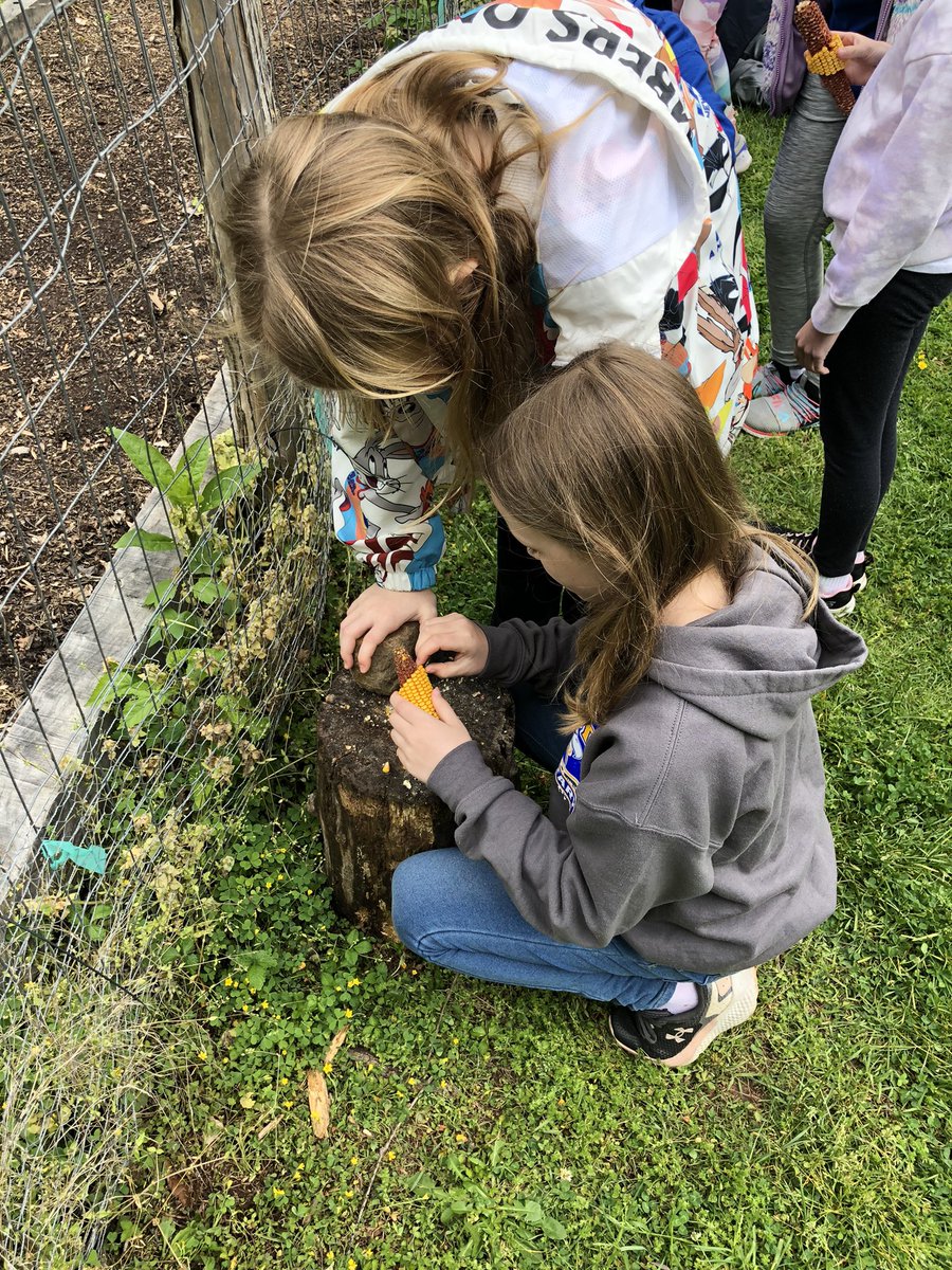 The “three sisters” are corn, beans, and squash. Today we got to see how they grow together and even grind some of the corn into flour. #SangsterSOAR #rmD8isgr8