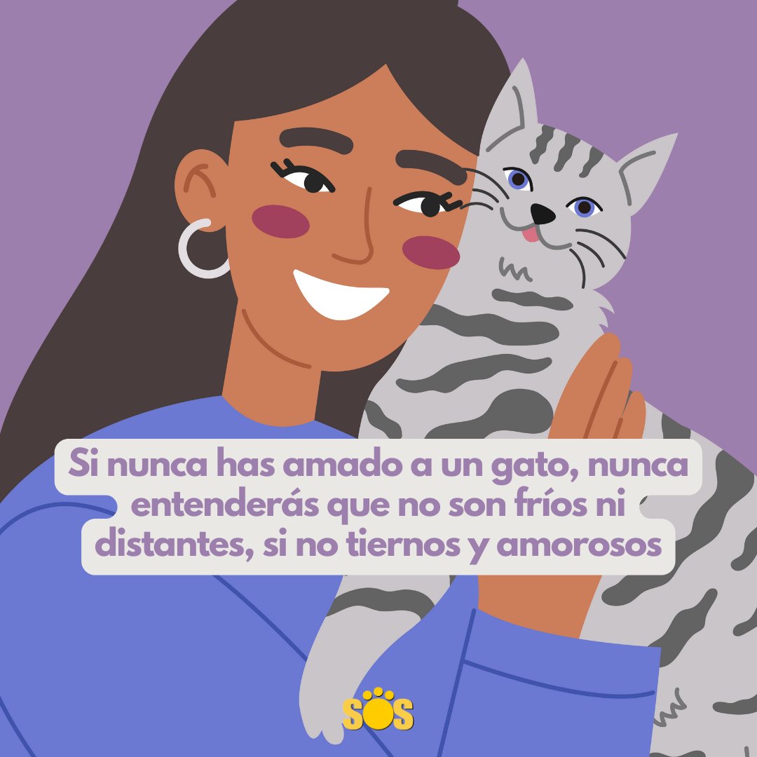 Siguenos para aprender y poder corresponder a la relación 'Mejor amigo' 💛🐾 #sosencontrandomascotas #gatitos #gatos #cats #catsofinstagram #cat #catstagram #gato #gatosdeinstagram #kitten #gatolindo #gatosdivertidos #gatodeinstagram #gatosdeinstagram #felinoslindos #gatofeliz