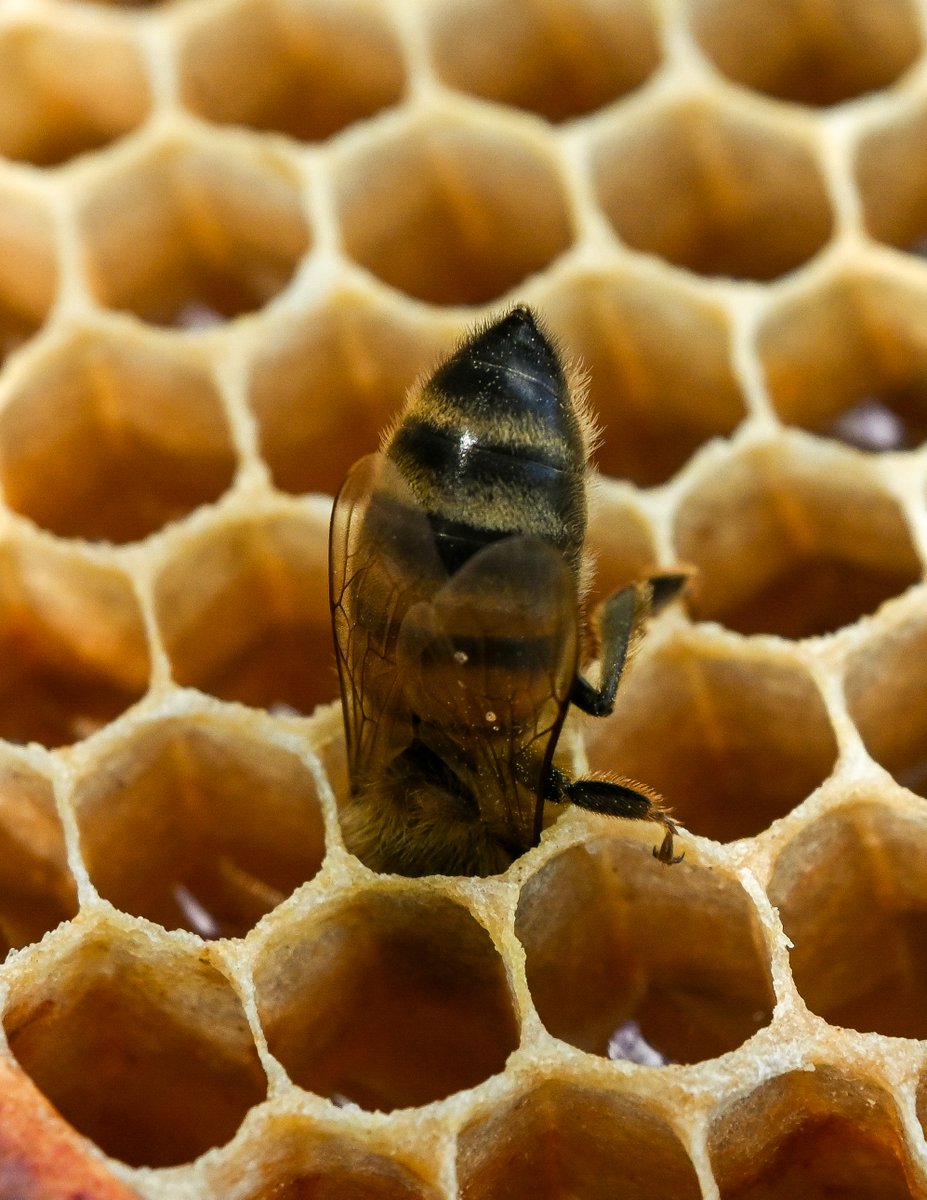 Up at my apiary this afternoon...
#honeybee #pollinatorgarden #pollinator #pollen #pollination #honey #localhoney #purehoney #honeycomb #beekeeper #beekeeping #apiculture #beeswax #apismellifera #flowers #naturephotography