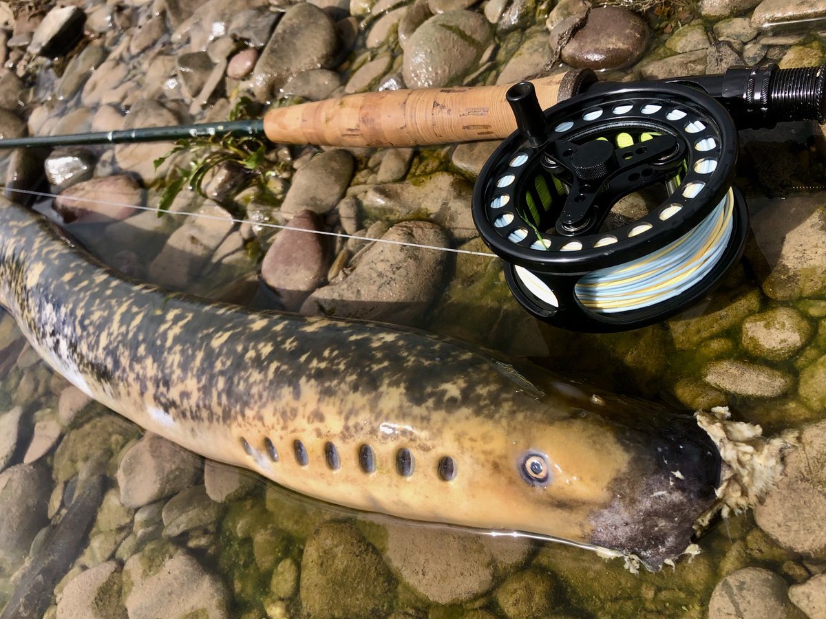 Afon Tywi lamprey #SeenBetterDays