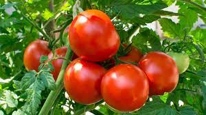 I have just received a wholsome DM from a tomato farmer 😁

Im coming in hot 

This is a tomato production under 4 hectares.

Total sales = R5 072 359.60
Cost of Sales = R1 184 527.30
Gross Profit = R3 267 832.30

and yes i asked for permission to post the farmers statement😅