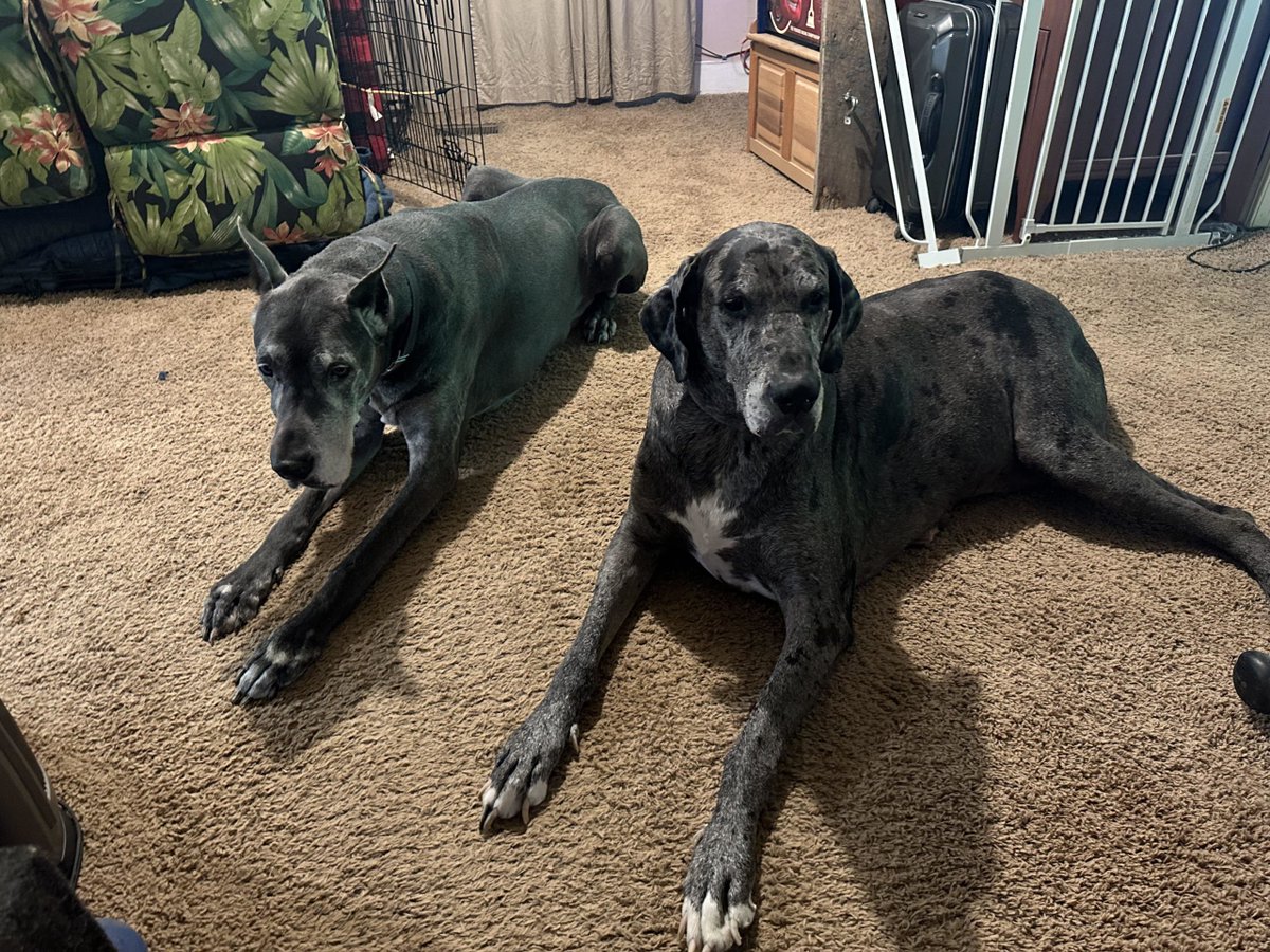 Brothers! Steel on the left age 11 so strong and loves belly rubs. and Blu on th...  #dogsoftwitter #GreatDane UKDogOwner.co.uk/dog-breeds/Gre…