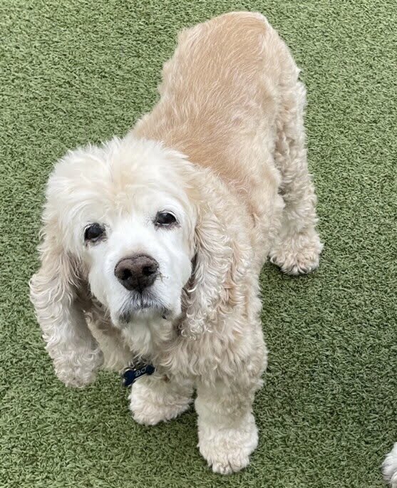 DucharmeDebbie's tweet photo. @Phil_Sledge Our sweet BO crossed rainbow bridge 12/9/2022 https://t.co/unYzytYCZZ