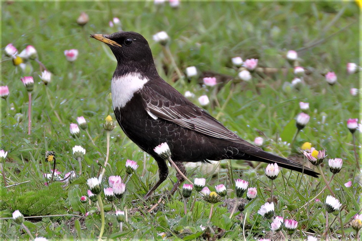 Graham Jaggard tweet media