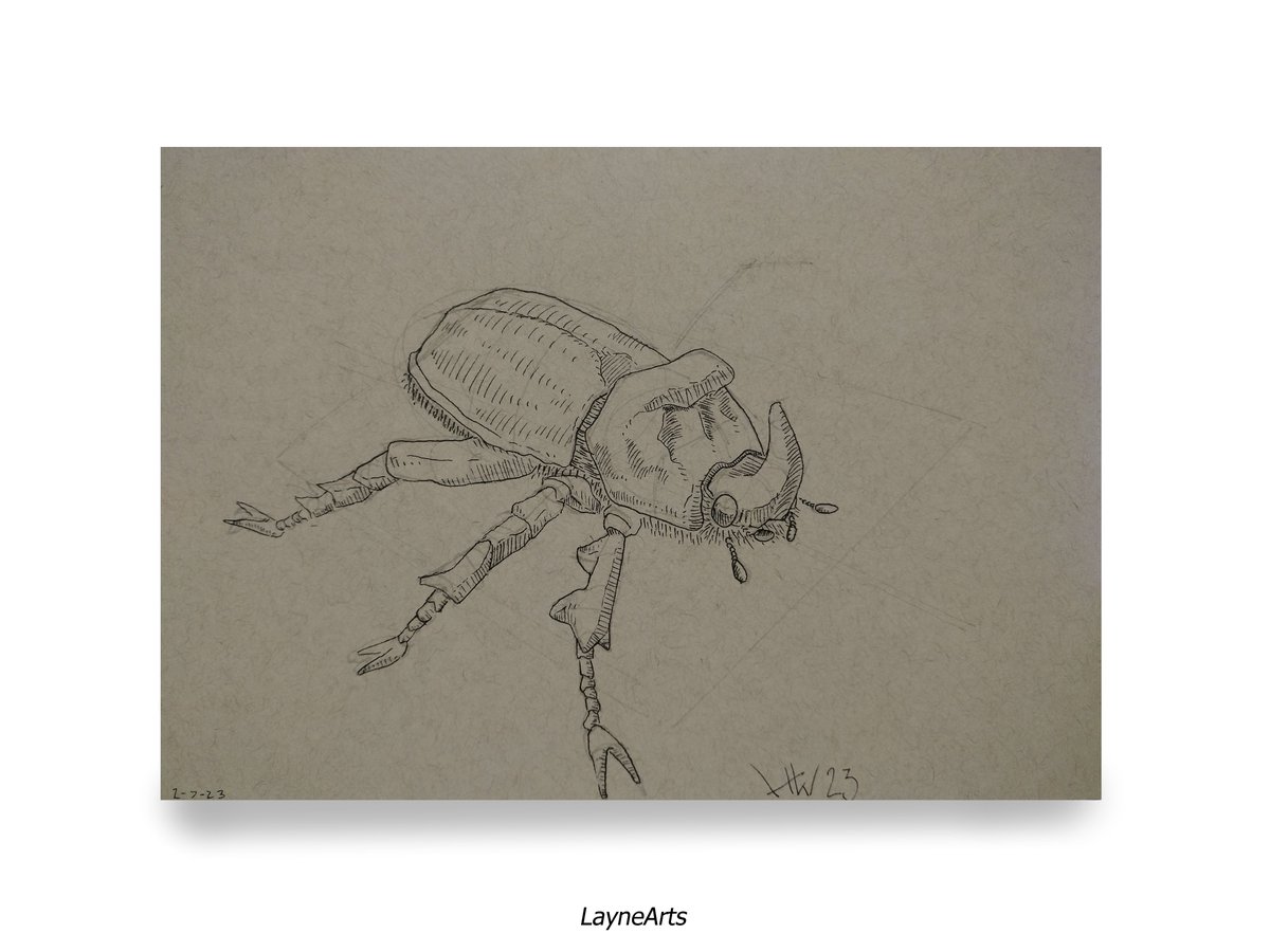 LayneArtss's tweet image. Ive been studying the dynamic sketching course by Peter Han #beetle #scientificdrawing #dynamicsketching