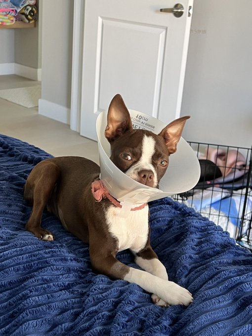 I’m going crazy with this dog!! She got fixed wenesday and she will not chill, her doggie chill pill
