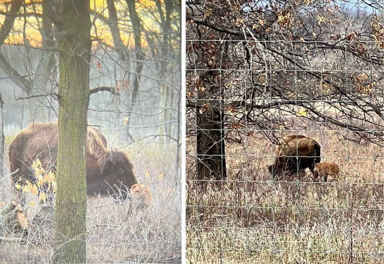 commishatkins's tweet photo. Dakota County's bison herd just grew from eight to 10, with the birth of two calves. https://t.co/muBameJFDW