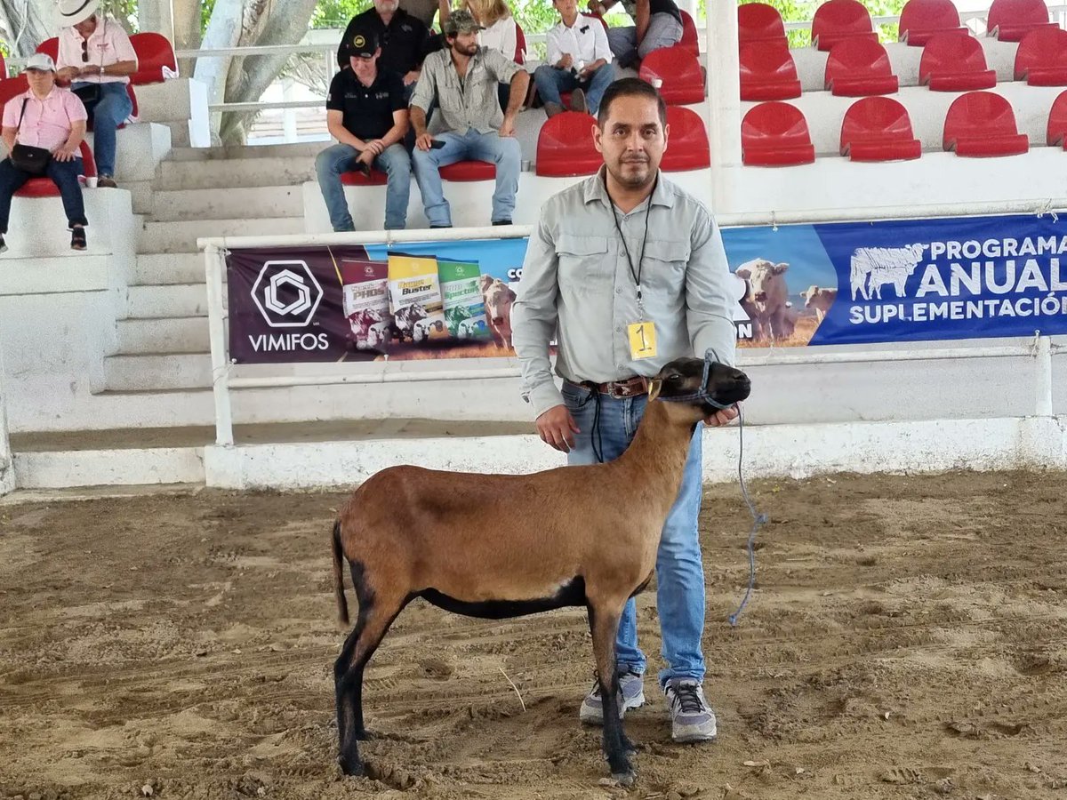 revista_agroreg's tweet photo. INICIA JUZGAMIENTO DE OVINOS EN FERIA TABASCO 2023 🐑🐑
Con la batuta del juez Antonio Cerón, da inicio los juzgamientos del ganado en la pista de calificación de la Feria Regional Ganadera de Tabasco. Aquí la primer etapa de ovinos de la raza #Blackbelly.
#ovinos https://t.co/N5dQAdJI4P