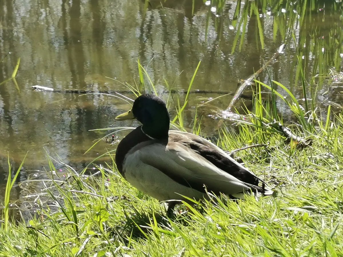 ylllayllla's tweet image. Maj :)