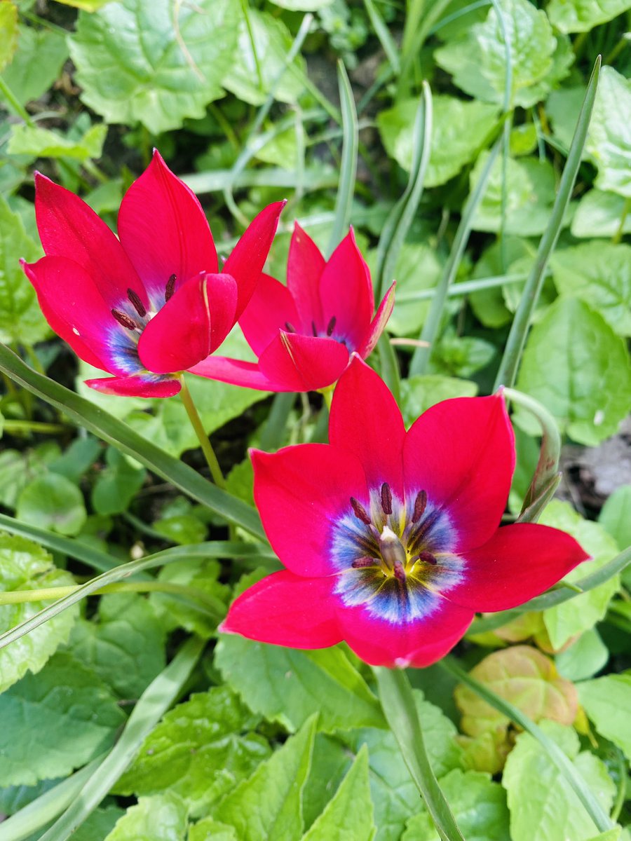 SaSaLaSharif's tweet image. #LetsBloom together!

May the seeds you are sowing today grow to flowers of full blossom tomorrow 💚

Happy 1st of May!

@TomRaftery 
@AmandaRay02 
@psb_dc 
@NutritiousMind 
@fogle_shane 

#1stMay #flowers 
#PlantenUnBlomen 
#Hamburg ❤️⚓️