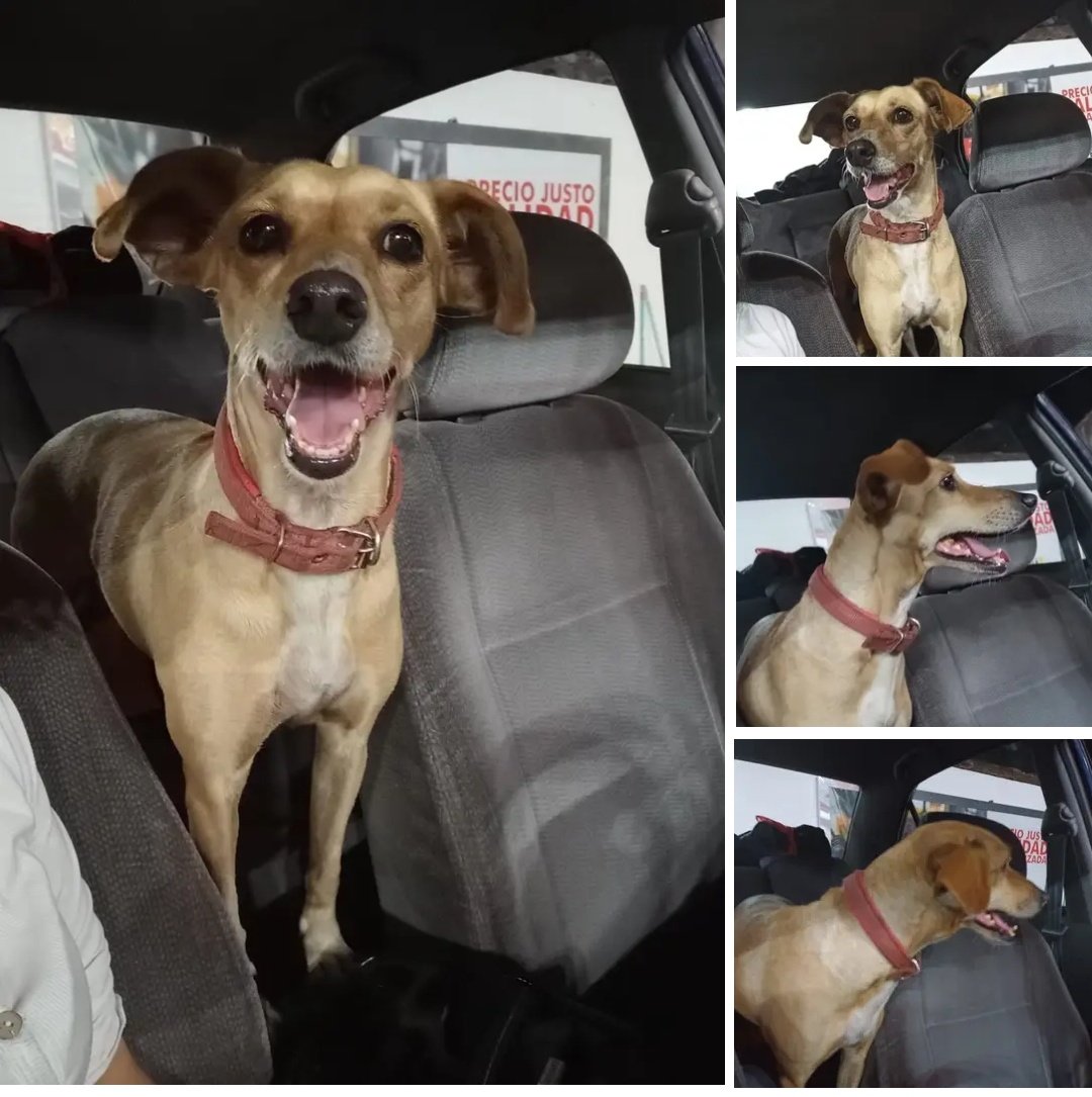 Tanaf02's tweet photo. Rt! Para encontrar a su familia.Perrita encontrada en Fdo. de la Mora Bo. San Pablo, perdida, está bien pero está triste. Retenida en el 0992280502 le dan tránsito pero no se la puede quedar porque viaja mucho. @mascotitaspy @perdidospy @patitaperdidas https://t.co/OL9mGc4ykb